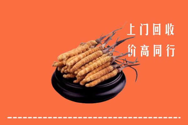 高价求购：吉安吉州回收散虫草